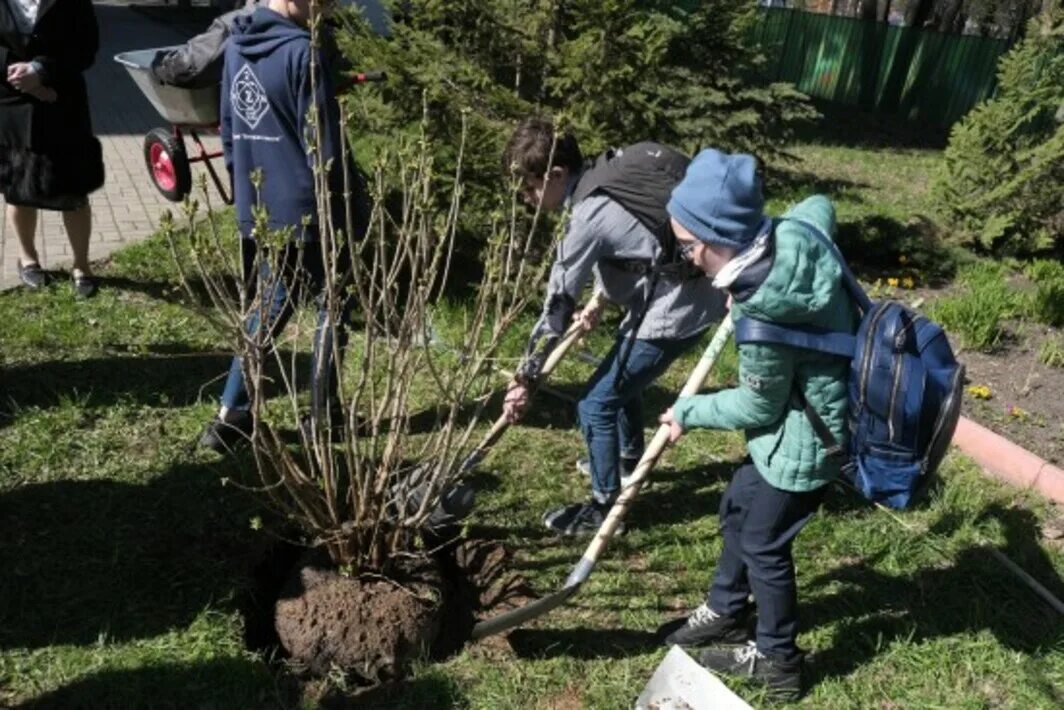 Дедушка посадил в нашем саду дерево. Уборка листьев на пришкольном участке. Посадка в школе. На пришкольном участке школьники сажали деревья.. Сады сирени в Липецкой области.