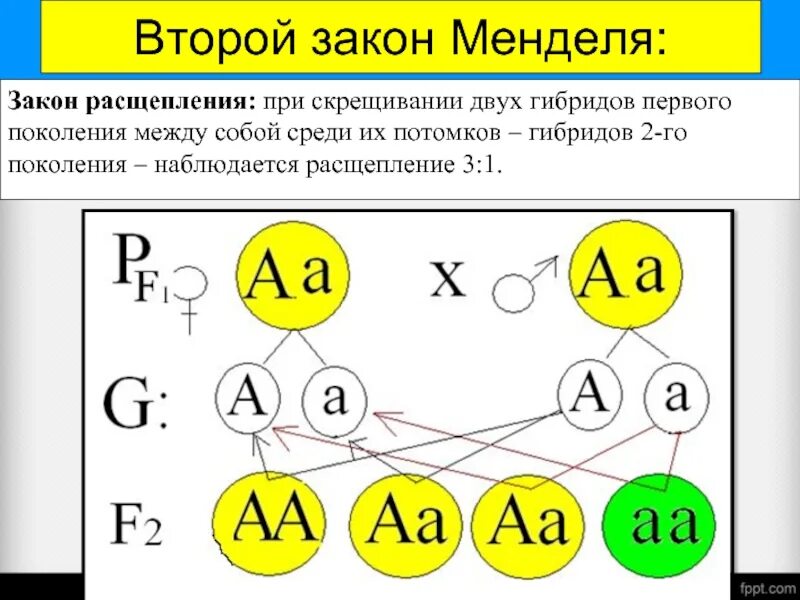 При скрещивании чистых линий между