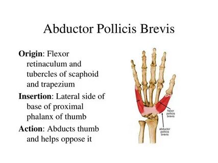 Abductor