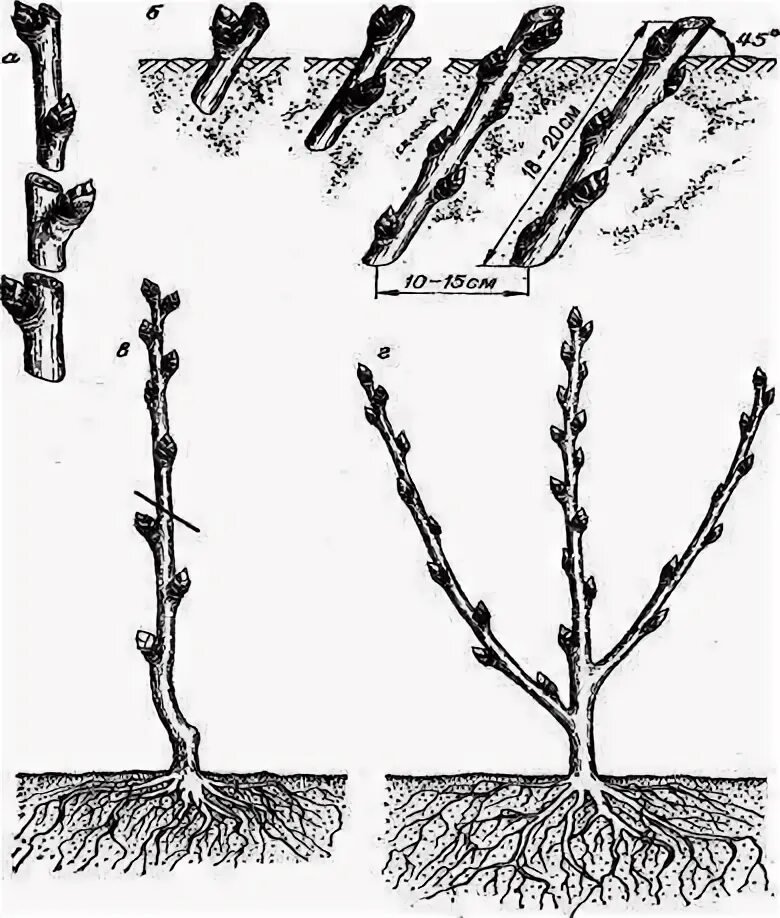 Размножение рябины черенками весной. Укоренение черенков розы весной. Размножение крыжовника отводками. Размножение рябины черенками весной. Размножение рябины черенками.
