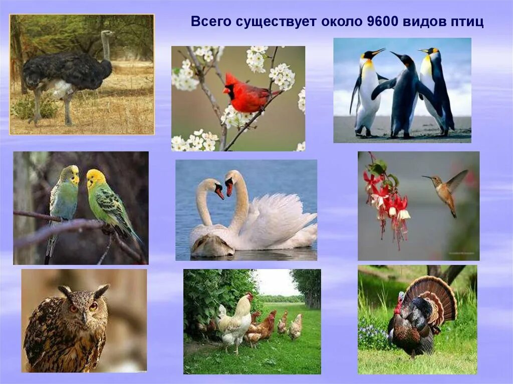 Что общего у птиц. Многообразие птиц. Птицы класс животных. Разнообразие птиц виды.