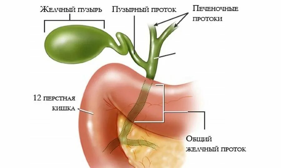 Область печени и желчного пузыря. Анатомия жкт желчный пузырь. желчный пузырь с протоками анатомия. пузырный проток желчного пузыря.