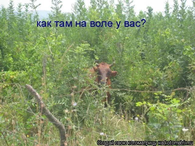 Хочу на волю. Там где цитаты. Там где воля натянута как струна там муравей побеждает льва. Там на ёлках шишки. Бернард шоу о счастье.