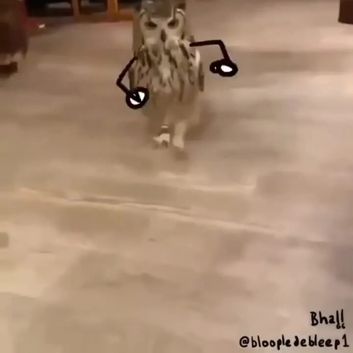 Как бегают совы