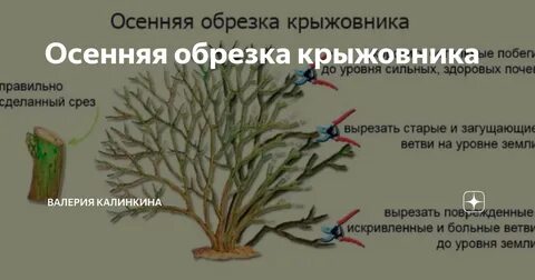 Как правильно подрезать крыжовник