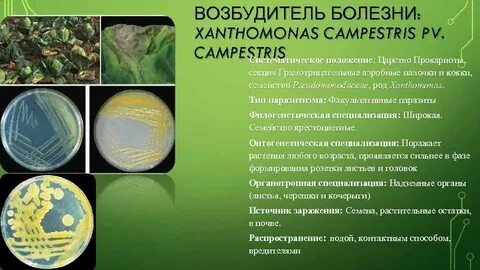 Черный возбудитель
