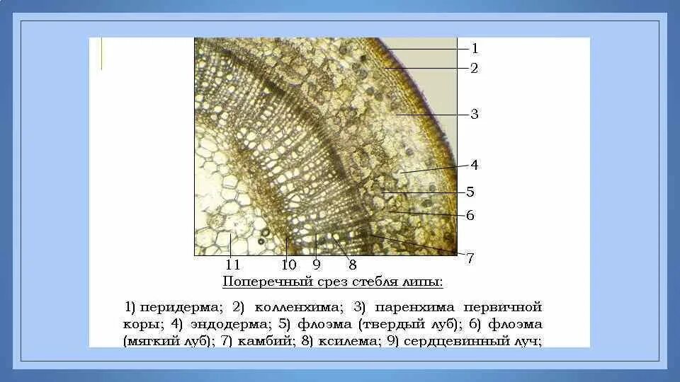 Поперечный срез стебля строение. Поперечный срез листа липы под микроскопом. Строение стебля липы поперечный срез. Поперечный срез ветки липы под микроскопом.