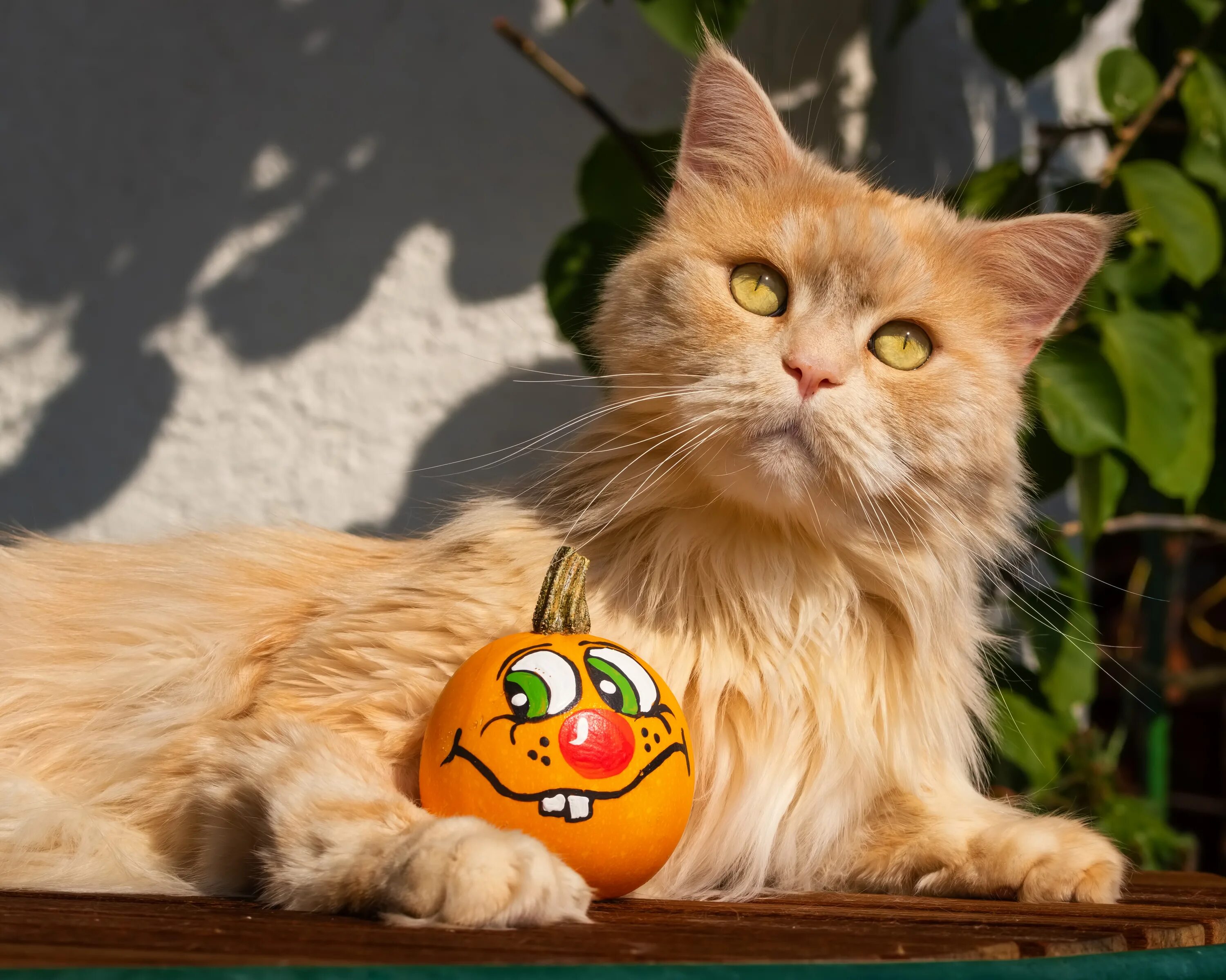Котик и свет. Кошечка света. Усы кошачьи. Кошечка света. Кошка света.