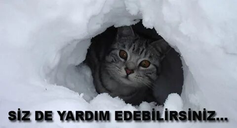 Кот твикс замерз
