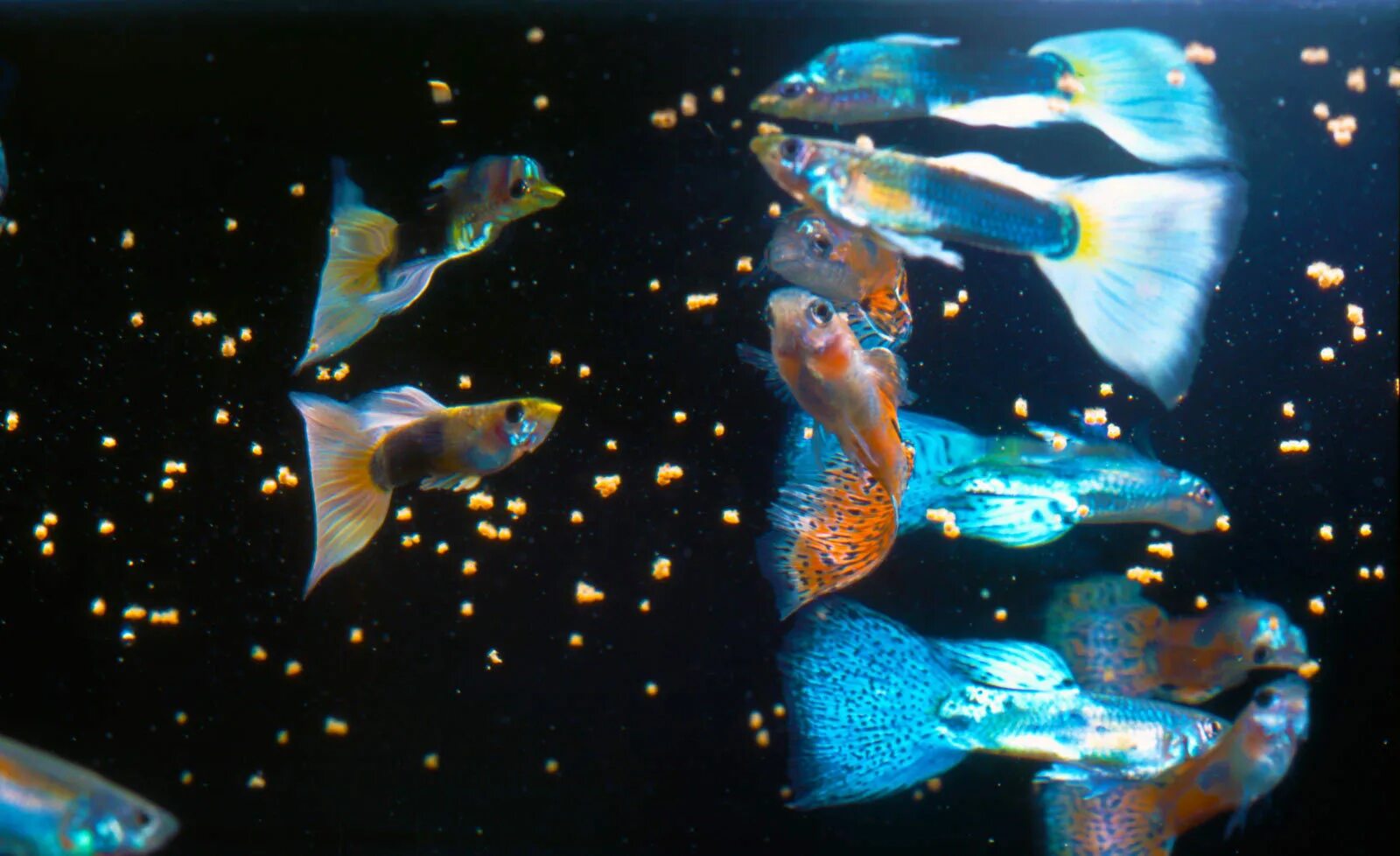 Сколько раз в день кормят аквариумных рыбок. Гуппи аквариумные рыбки. Гуппи в аквариуме. Рыбки гуппи в аквариуме. Гуппи речные.