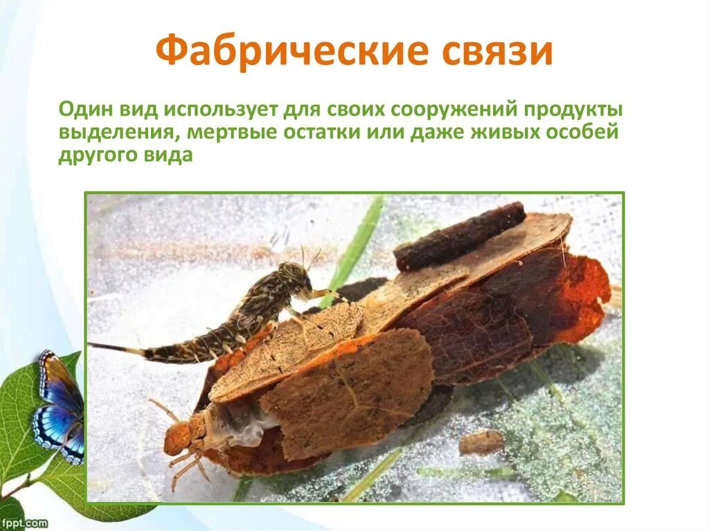 стадо парнокопытных. виды популяций. популяция это. популяция это в биологии. бескрылая гагарка птица.