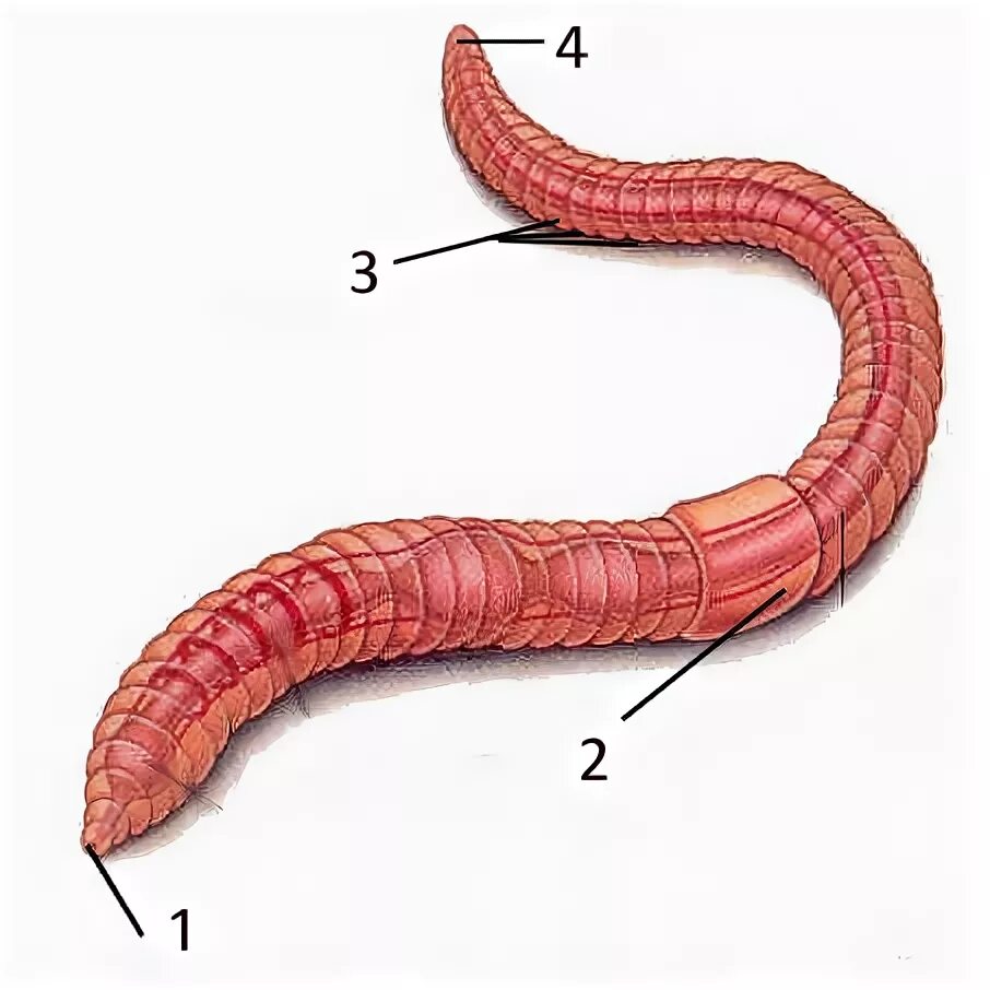 Сегментированные черви. Строение червяка дождевого. Внешнее строение дождевого червя. Внешнее строение дождевого червяка. Анатомия дождевого червя.
