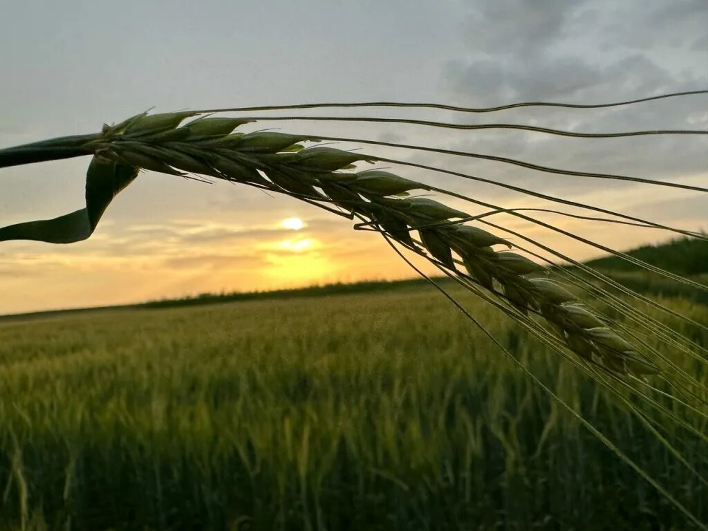 Н костяков фото. Костяков иван мартынович. Тимирязевская академия институт костякова. Тимирязевская академия институт костякова. Мелиорации костяков.