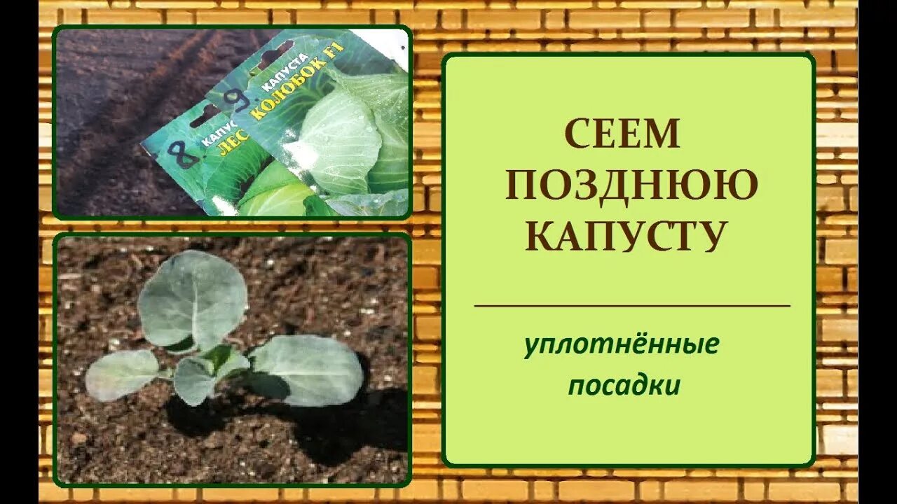 В какие дни сажать капусту. Сроки посадки капусты на рассаду. Когда сажать капусту на рассаду позднюю. Поздняя капуста рассада посадка в открытом. Посев поздней капусты.