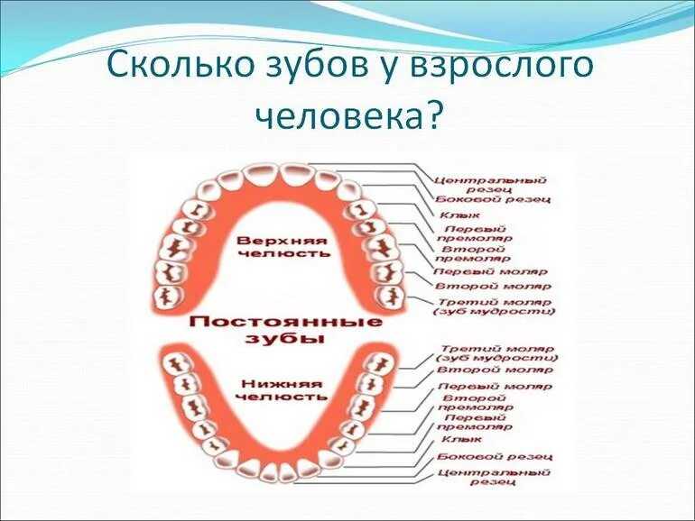 Количество зубов снизу. Сколько зубов у человека без зубов мудрости сверху и снизу. Сколько зубов у человека сверху и снизу. Сколько зубов у человека снизу.