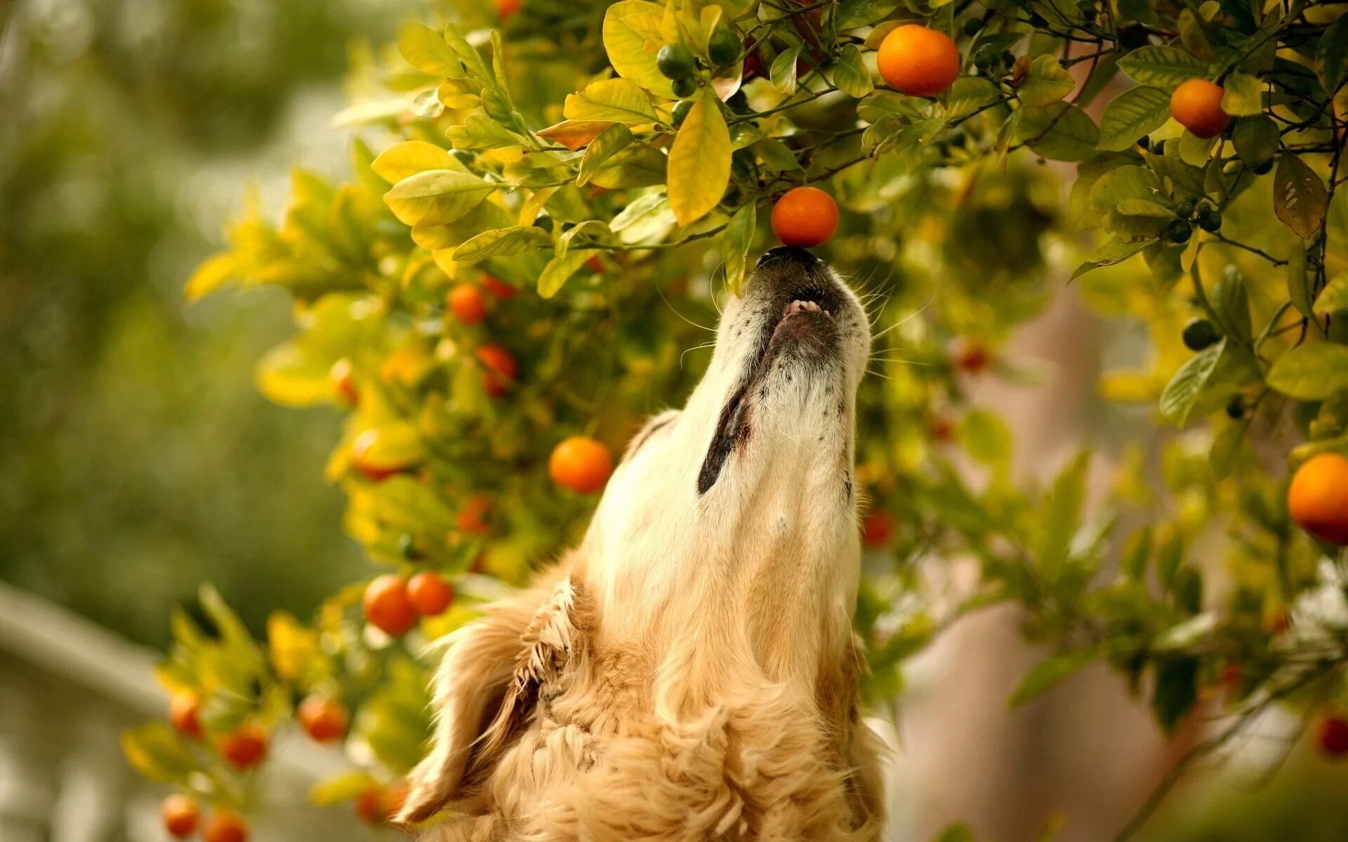 Животные фрукты. Собака и фрукты. Собака в ягодах. Животные питающиеся фруктами. Можно собакам давать мандарины