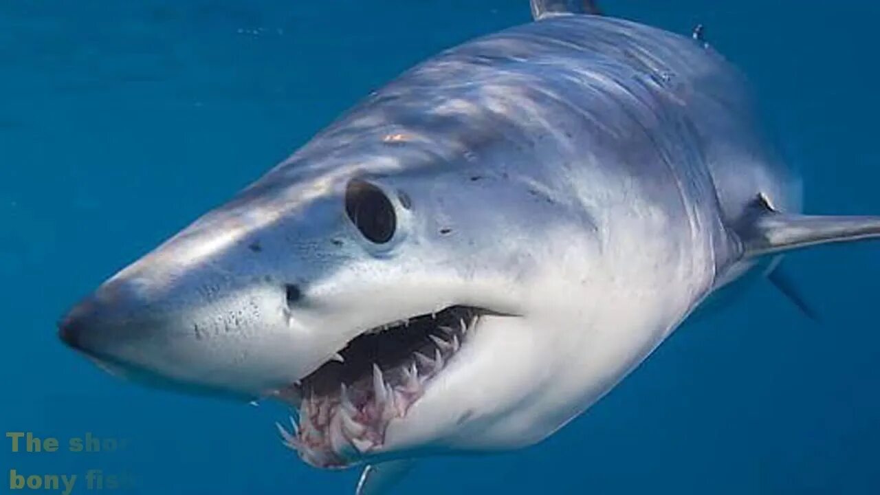 Акула мако опасна ли для человека. Акула мако. Акула мако большая. Атлантическая сельдевая акула. Isurus oxyrinchus.