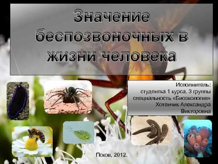 Беспозвоночные животные 8 класс. Роль беспозвоночных животных в природе. Значение беспозвоночных в природе. Беспозвоночные в жизни человека. Беспозвоночные животные в жизни человека.