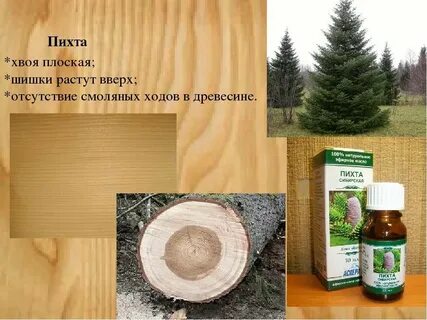 Свойства пихтового