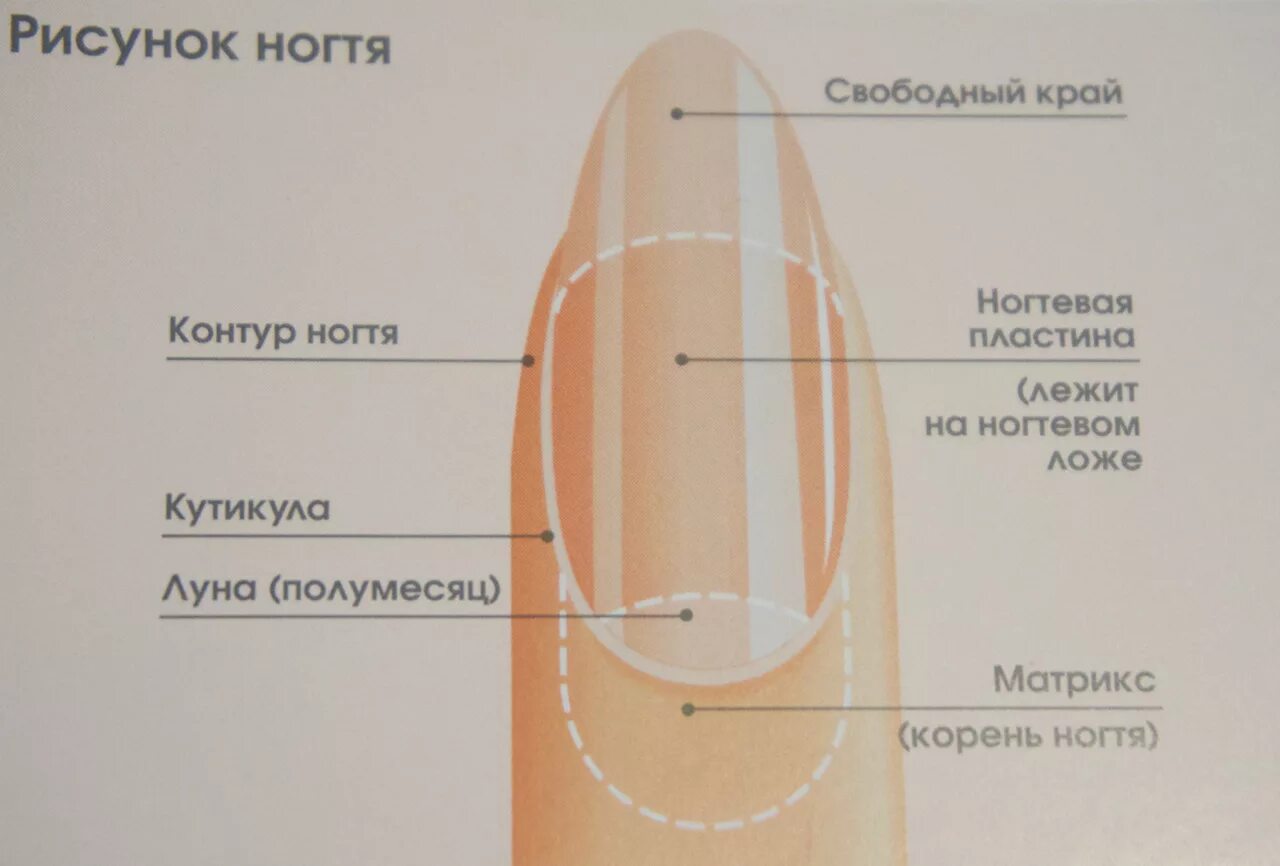 Изменение формы ногтей. Строение ногтя. Строение ногтя рисунок. Ногти строение ногтей. Структура ногтя.