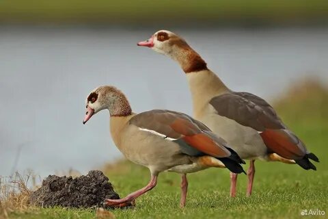 Утка т