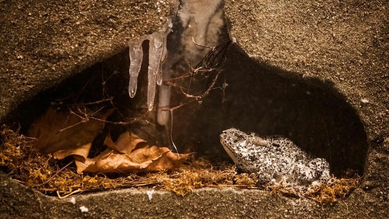 Лягушка в спячке зимой. Зимовье лягушек. Зимовка лягушек. Куда деваются лягушки. Лягушка готовится к зиме.