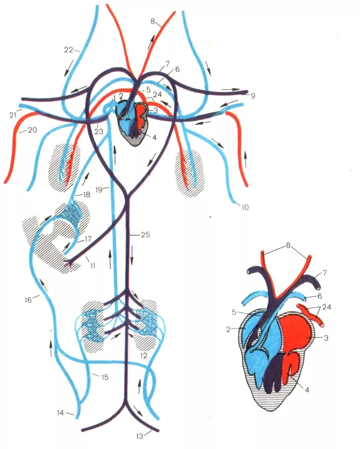 Схема кровеносной системы и сердца лягушки. Кровеносная система амфибий схема. Земноводные кровеносная система схема. Кровеносная система земноводных схема. Кровообращение червей