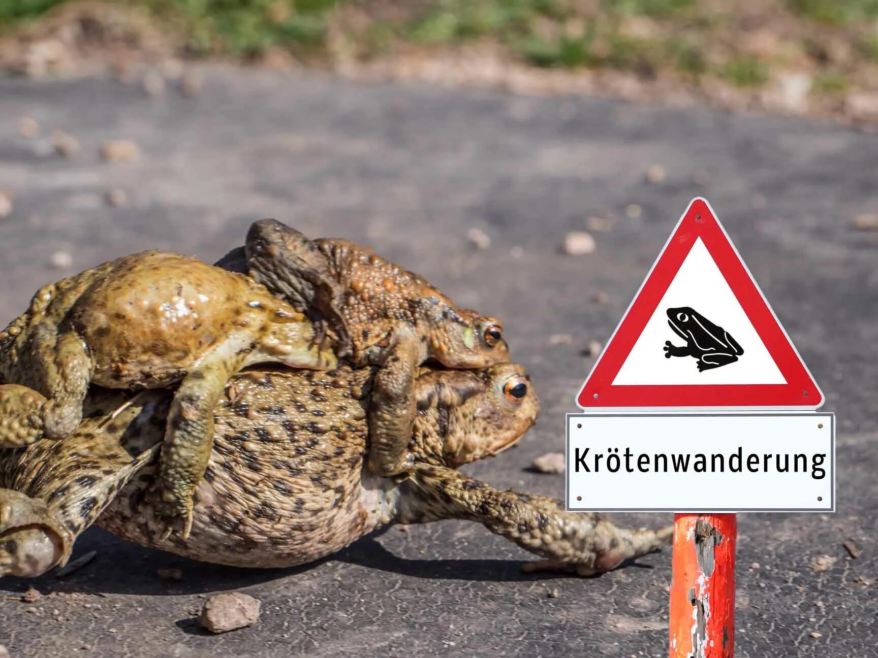 Жаба на дороге. Миграция лягушат. Миграция лягушек. Миграция лягушек. Жаба на дороге.