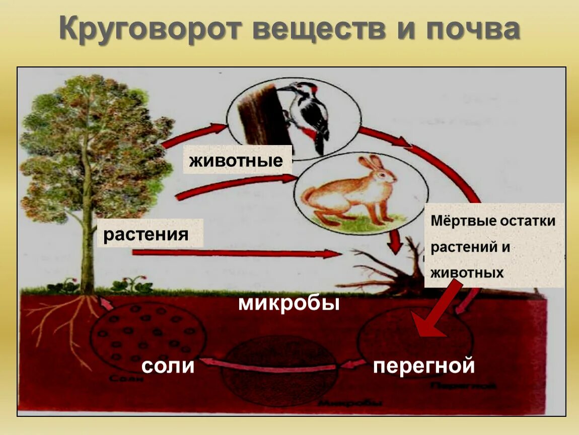 Круговорот веществ в природе. Круговорот веществ в пр. Модель круговорота веществ в природе. Круговорот веществ в природе вещества.