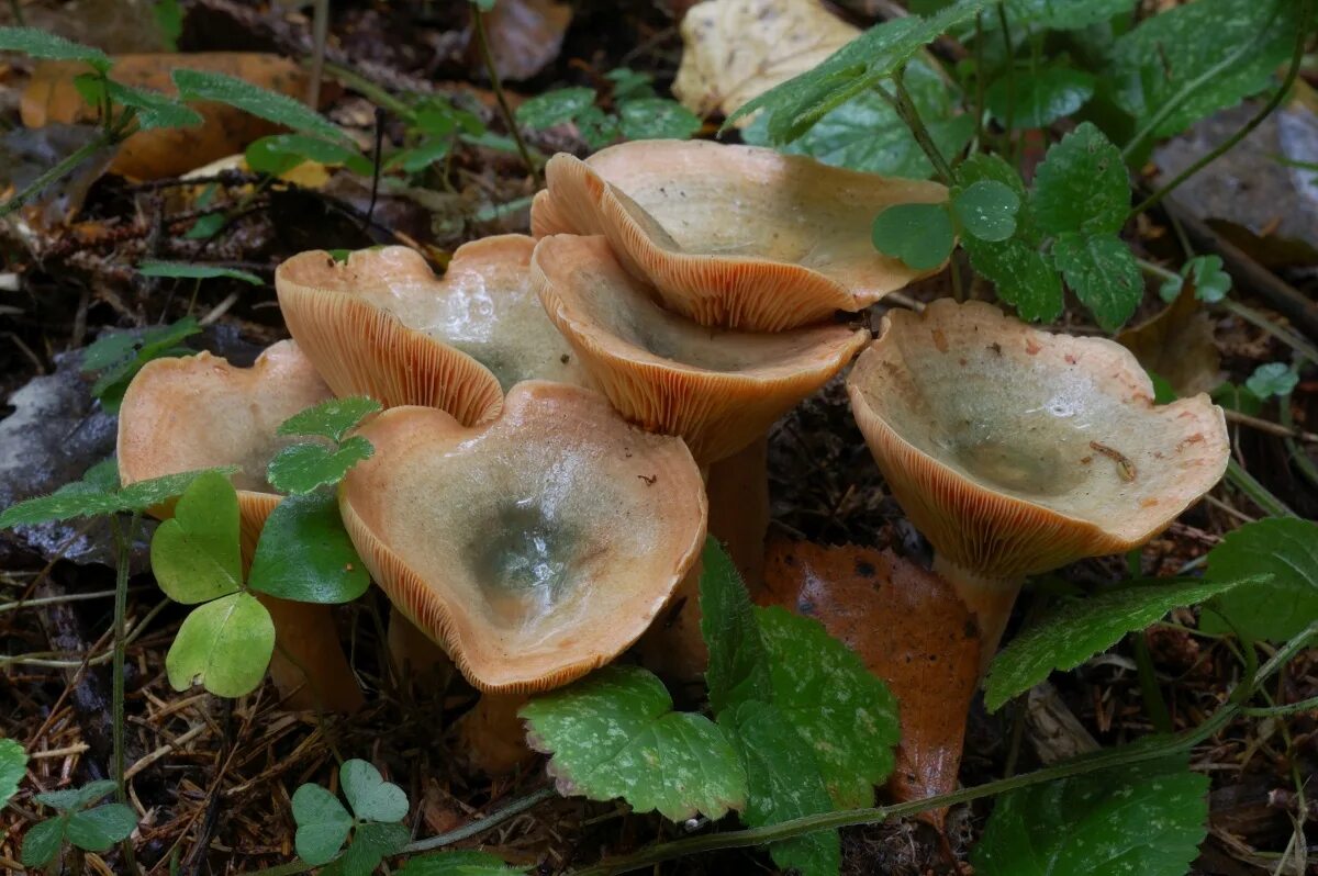 Группа рыжики. Рыжик еловый (Lactarius deterrimus). Гриб Рыжик несъедобный. Рыжики говорушки. Крымские Лесные грибы рыжики.