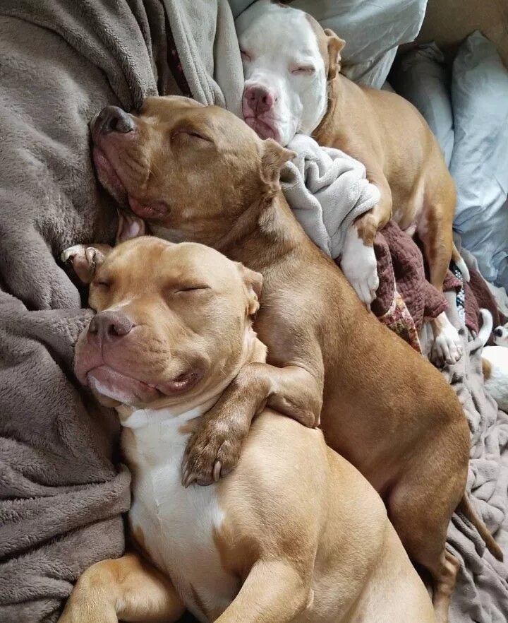 Питбуль фото щенки и взрослые Пин на доске razas de perros Питбультерьер, Питбуль собаки, Питбуль