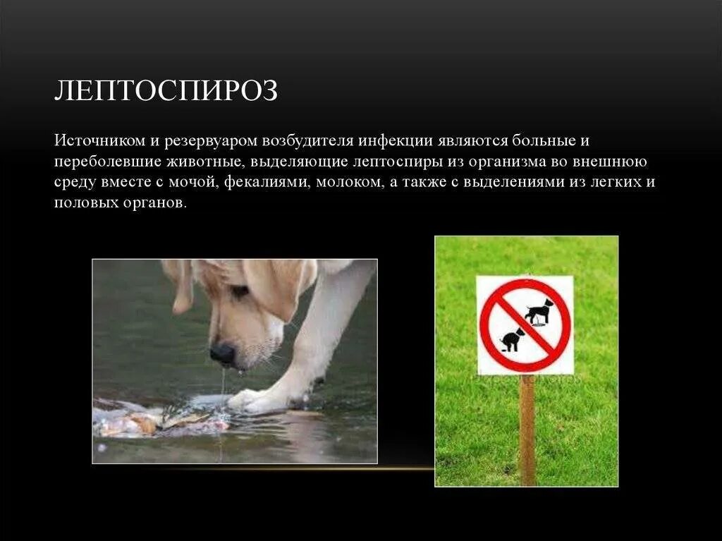 Инфекционные болезни резервуаром возбудителя которых является животные. Лептоспироз животных возбудитель. лептоспироз источник заражения. лептоспироз животных презентация. лептоспироз инфекционные болезни животных.