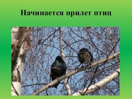 Птицы весной 2 класс