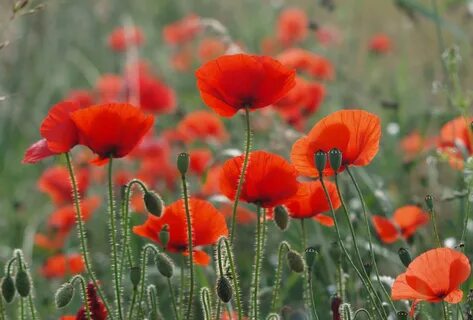 Poppy flower