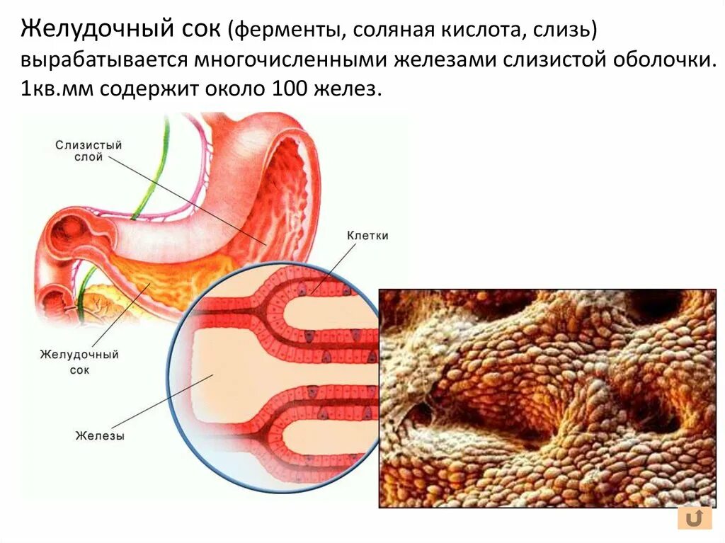 Пищеварительный сок желудка. Вырабатывает пищеварительный сок. Слизистая желудка вырабатывает