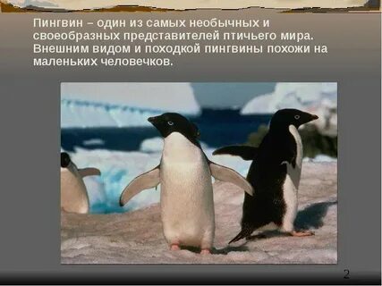 Какие есть пингвины
