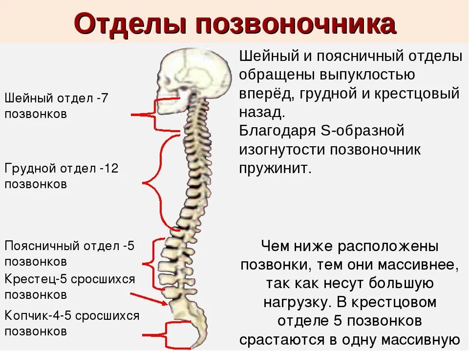 Шейный отдел позвоночника включает семь позвонков