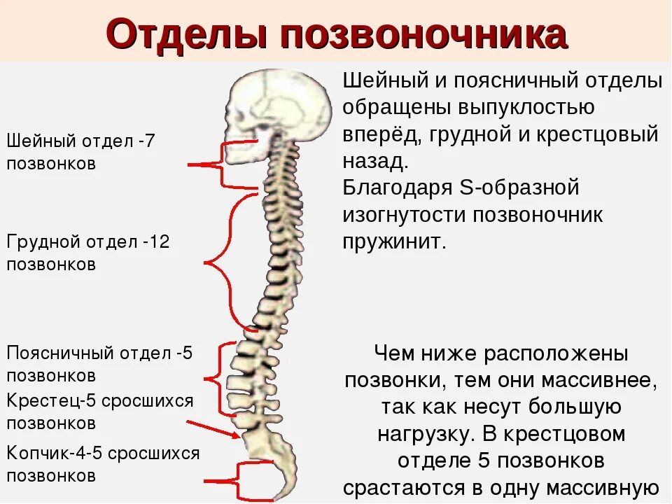 Найдите грудной отдел позвоночника обратите. Строение шейного отдела позвоночника. Шейный отдел позвоночника состоит из 7. Позвоночник шейный тдел анатомия. Шейные позвонки функции анатомия.