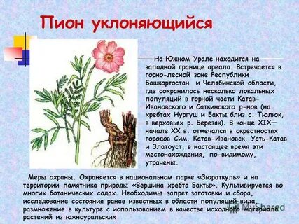 Пион уклоняющийся описание