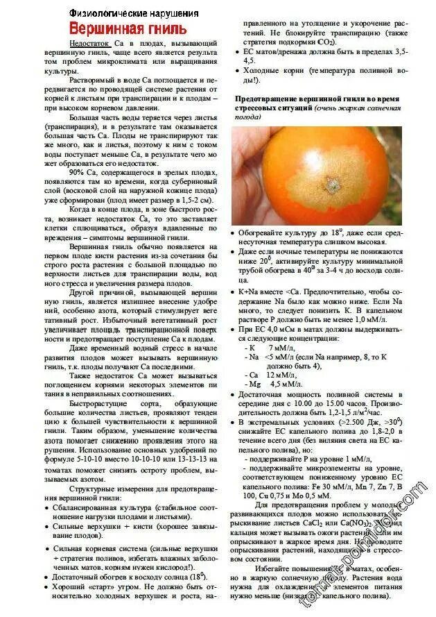 Как развести кальция хлорид для опрыскивания томатов. Вершинная гниль на помидорах. кальций от вершинной гнили томатов. верховая гниль на помидорах. хлорид кальция для томатов от вершинной гнили.