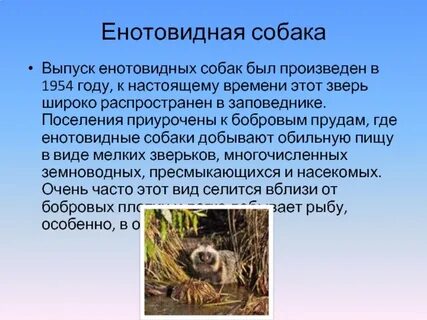 Енотовидная собака развитие с метаморфозом