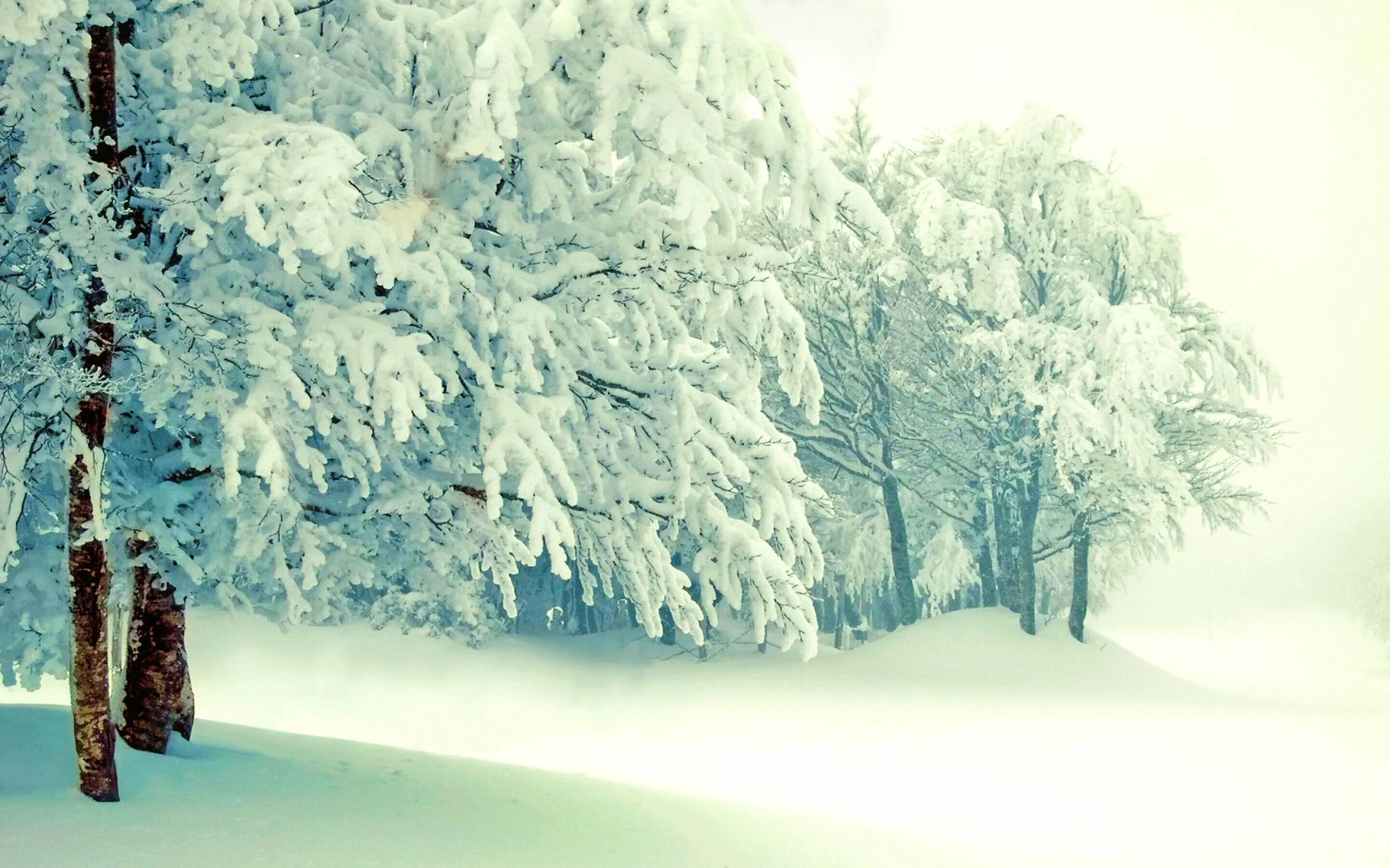 Снег среди зимы. Снежная зима. Зимняя природа. Красивая зима. Зимние картинки на рабочий стол.