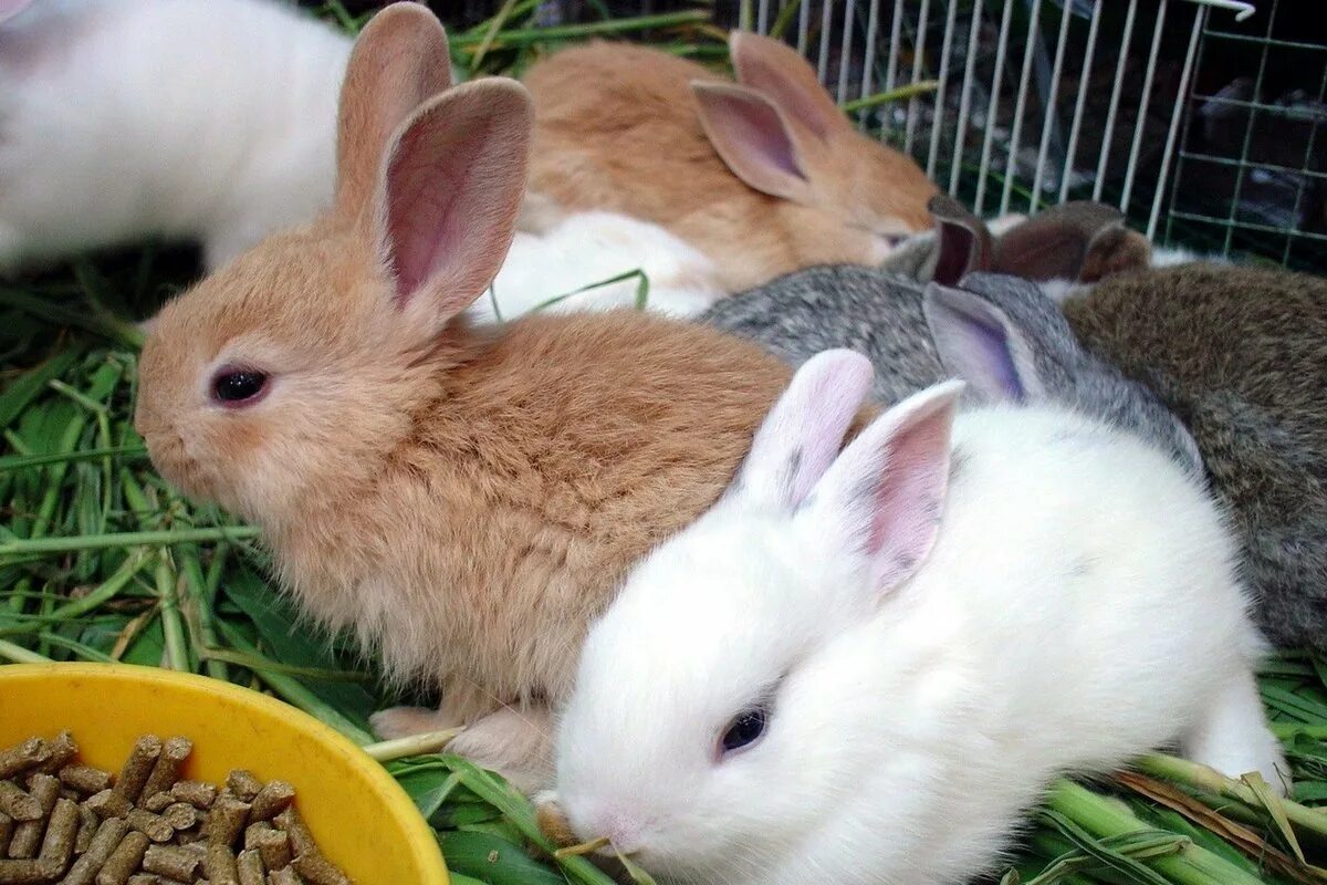 Сколько кормить кролика. Кролик. Кролики домашние. Декоративный кролик. Кролик домашний декоративный.