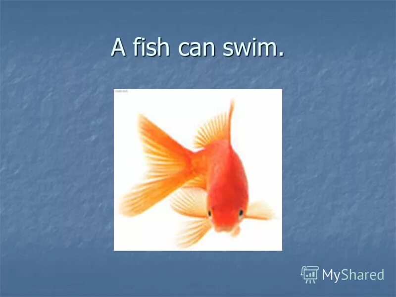A fish can t run. Can "can - rite time". I can jump презентация. Упражнения глаголы jump swim. Английский язык 2 класс тема животные.