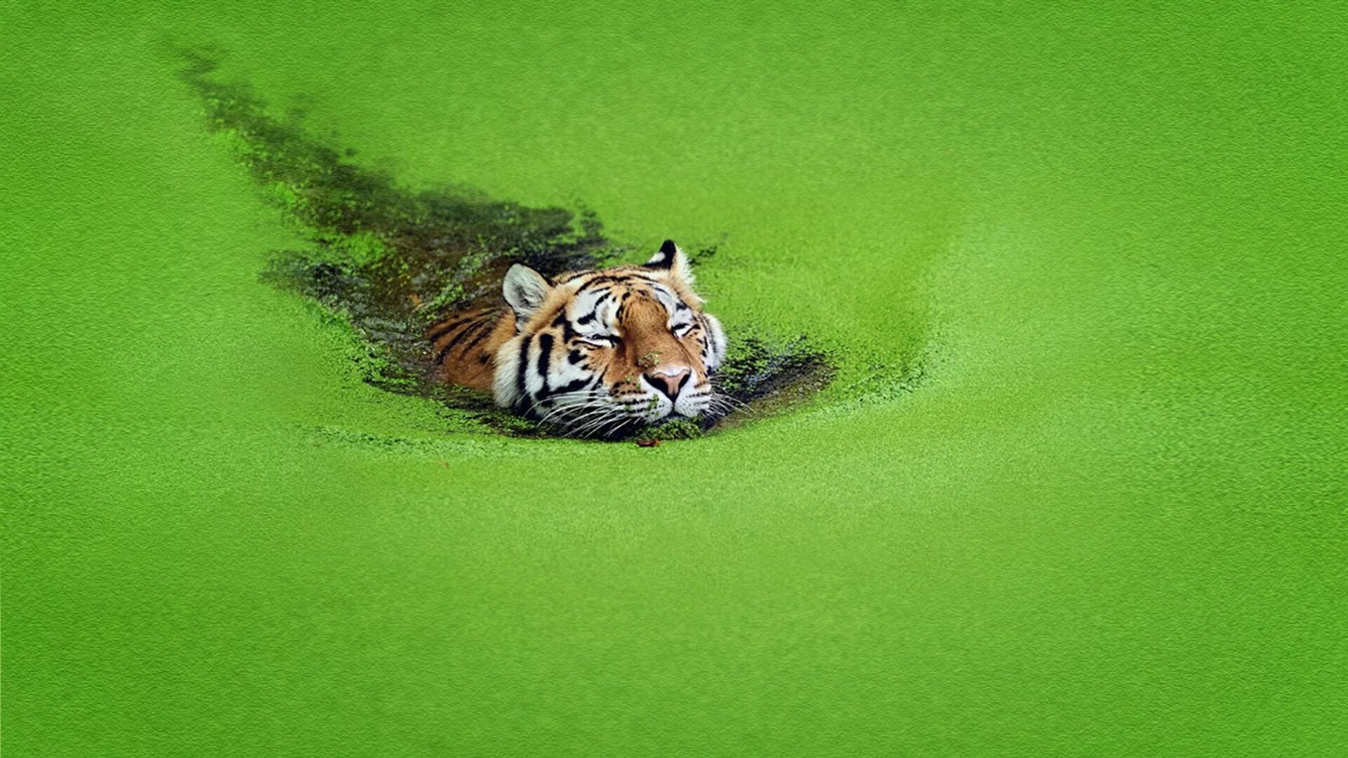 Тигр в засаде мем. Зеленый тигр. Тигр в болоте. Обои зеленый тигр. Тигр на зеленом фоне.