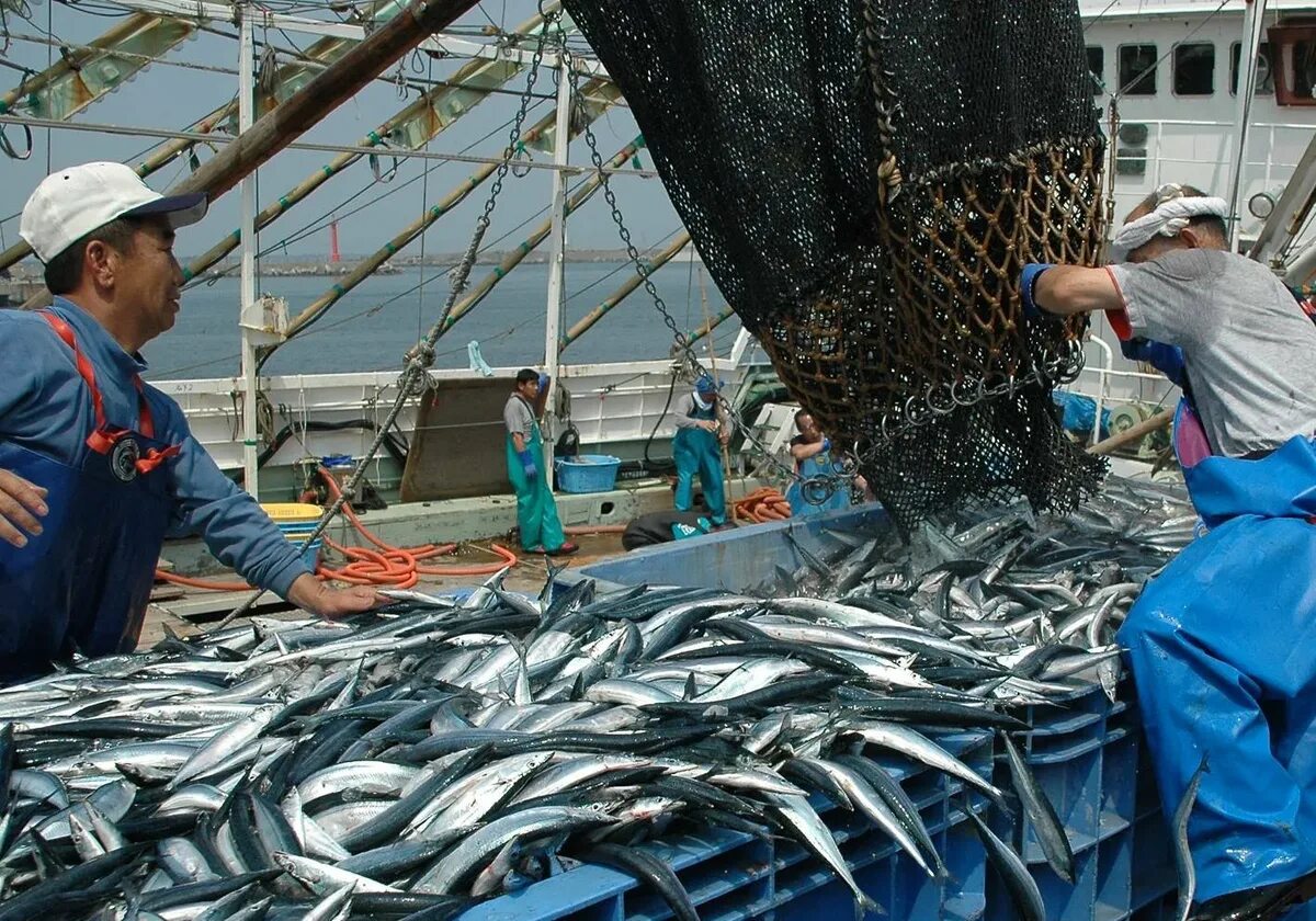 Сельскохозяйственное рыболовство. Рыболовство в чили. Рыбная промышленность дальнего востока. "рыболовецкий колхоз "рыбак". Чили рыбная промышленность.