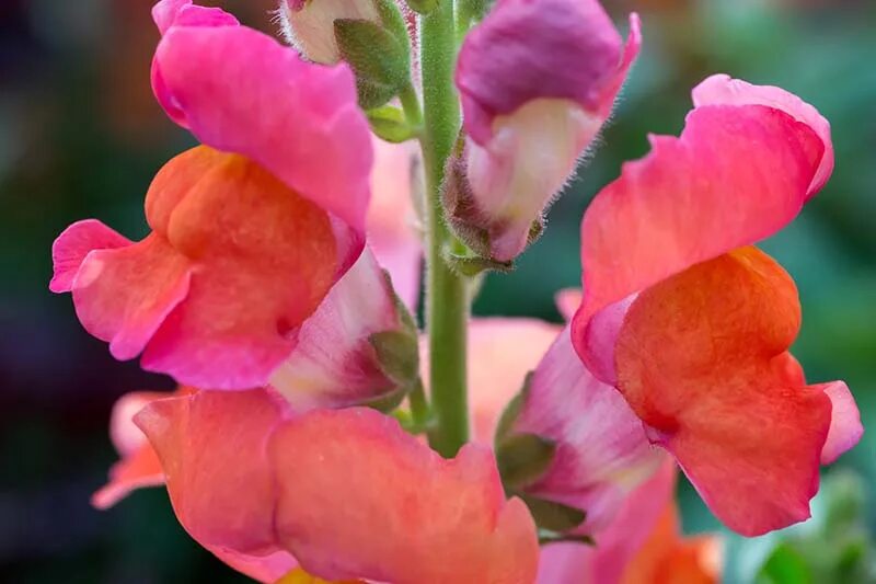 Antirrhinum majus. Антирринум Розелла. Антирринум ампельный. Антирринум терракотовый.