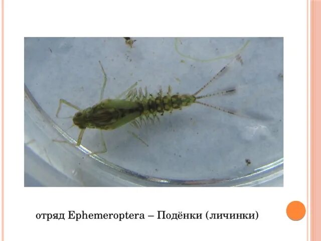 Отряд подёнки - Ephemeroptera. Отряд поденки личинка. Личинки поденок (Ephemeroptera). Поденка насекомое личинка.