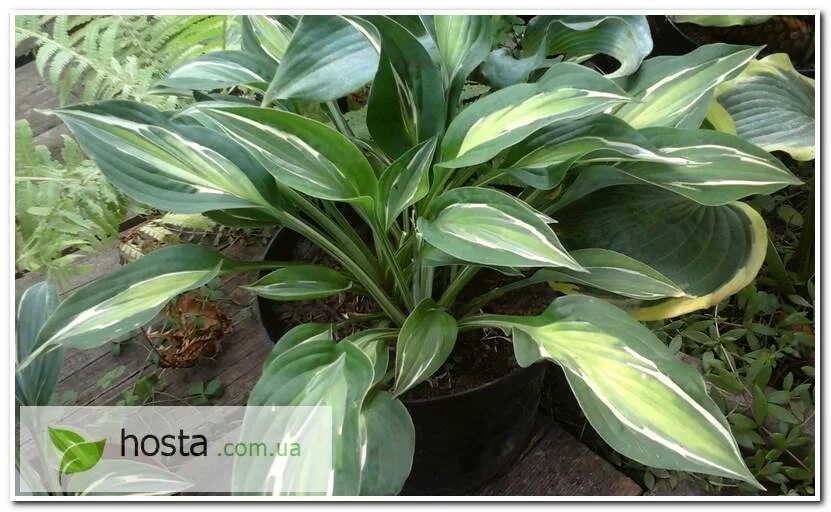 Хоста снейк. Хоста змеиный глаз. Хоста змеиный глаз. Хоста снейк айз. Хоста рейнфорест санрайз.