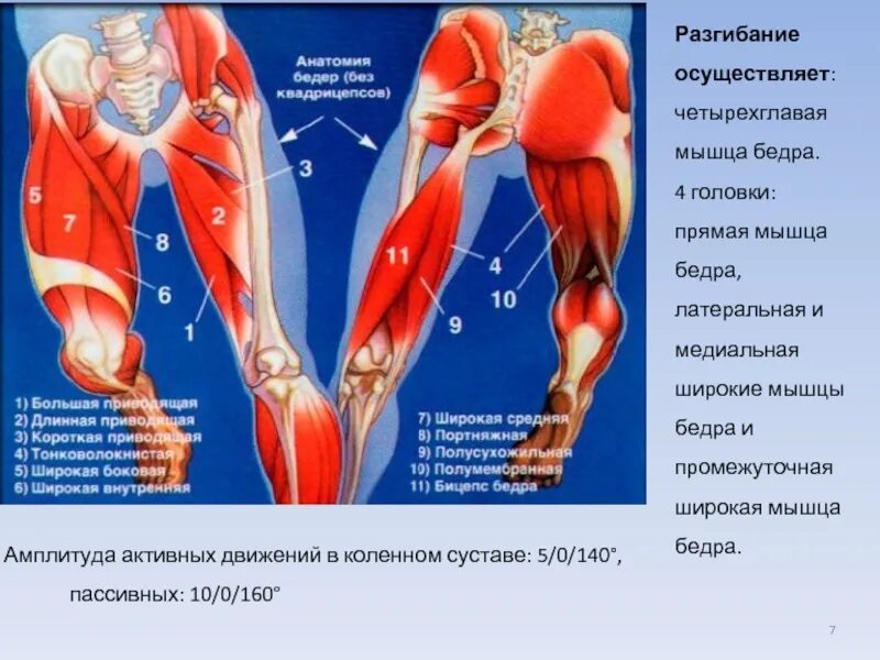 Функции приводящих мышц. Четырехглавая мышца бедра анатомия. Анатомия передней части бедра. Квадрицепс бедра анатомия. Мышцы передней поверхности бедра анатомия.